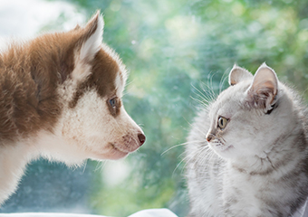 犬や猫の小屋の臭い取りには