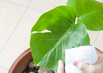 観葉植物の葉に、ビール・牛乳を